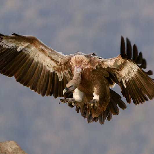 快速的购买平台推荐的在线ddos网页端